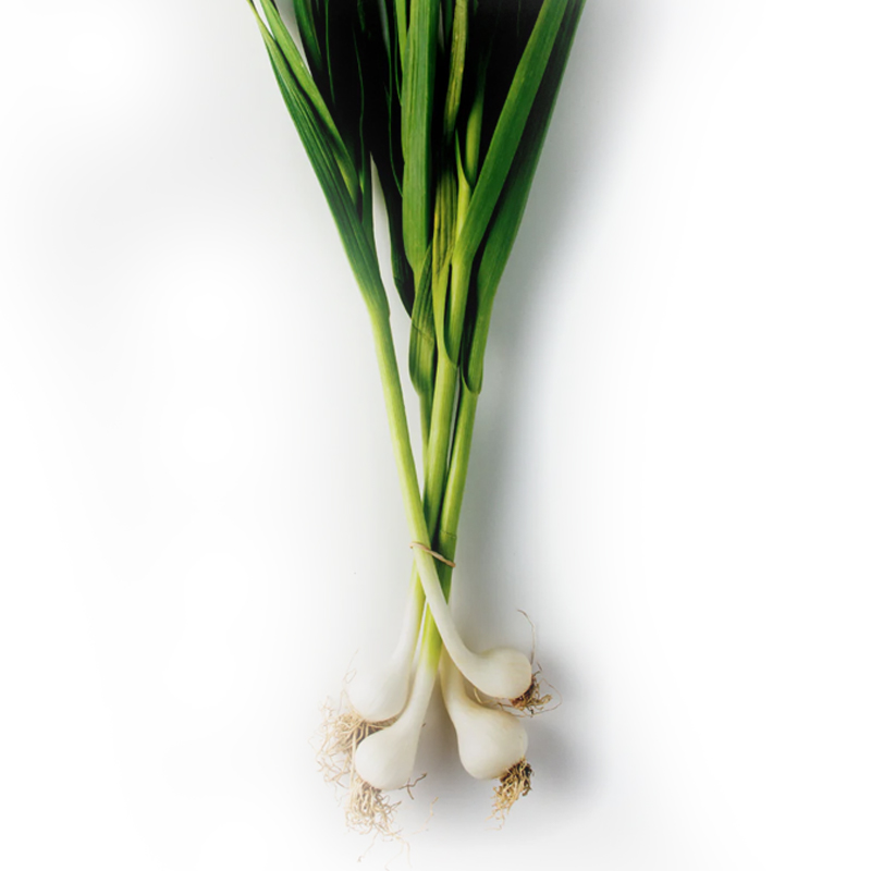 Spring Onion